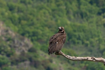 Cinereous Vulture perched on a dry tree