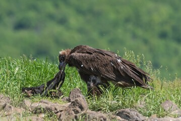 Cinereous Vulture eats
