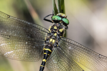 dragonfly on a branch