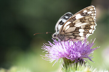 butterfly on thistle