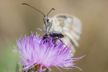 bee on a flower