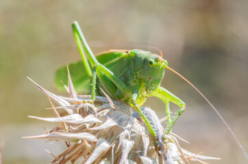 grasshopper on a leaf