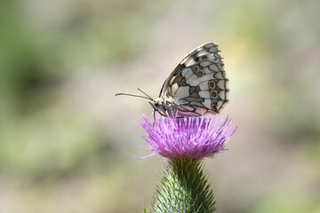 butterfly on thistle