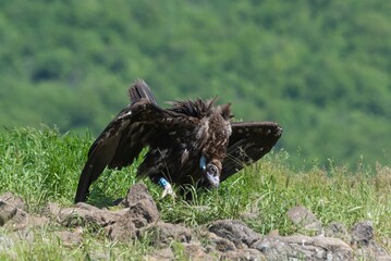 Cinereous Vulture ready to fight