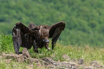 Cinereous Vulture ready to fight