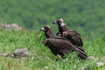 Cinereous Vulture