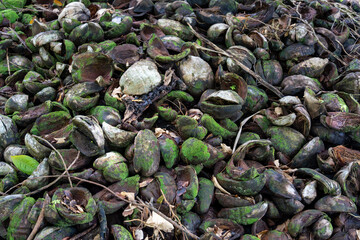 Detailed closeup of discarded coconut shells in a tropical setting, with an abstract arrangement of green moss and natural fibers, offering a rich texture for backgrounds, artwork, agricultural