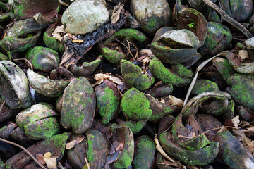 Detailed closeup of discarded coconut shells in a tropical setting, with an abstract arrangement of green moss and natural fibers, offering a rich texture for backgrounds, artwork, agricultural