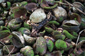Detailed closeup of discarded coconut shells in a tropical setting, with an abstract arrangement of green moss and natural fibers, offering a rich texture for backgrounds, artwork, agricultural