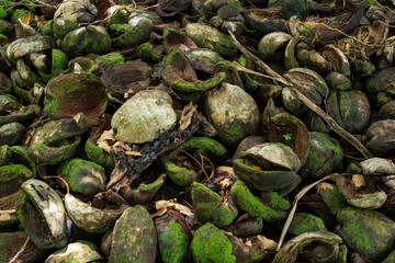 Detailed closeup of discarded coconut shells in a tropical setting, with an abstract arrangement of green moss and natural fibers, offering a rich texture for backgrounds, artwork, agricultural