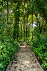 Tranquil forest path surrounded by greenery and bathed in natural light, offering a peaceful escape into nature, perfect for walking, hiking, and enjoying the beauty of the natural environment