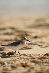 Calibris Alba on a Tarifa beach