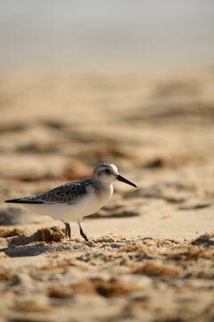 Calibris Alba on a Tarifa beach