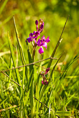                                wild flowers on the fiedl