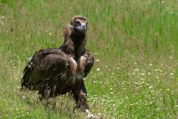 Cinereous Vulture
