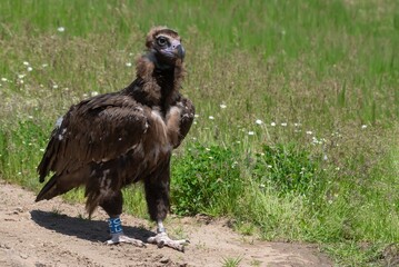 Cinereous Vulture