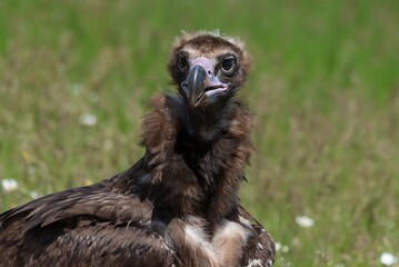 Cinereous Vulture