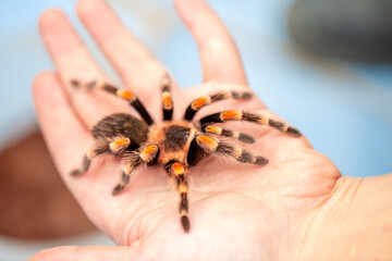 Tarantula spider on a man's hand close up. Tarantula spider as a pet.