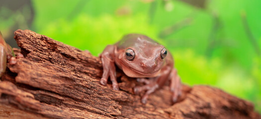 An Australian tree frog sits on the bark of a tree. The frog turns around and looks at the camera.