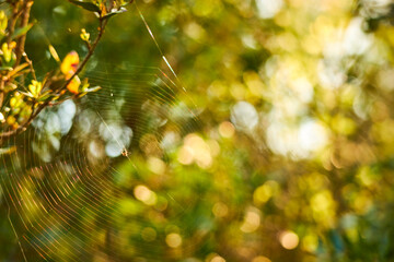                                Green trees and grass in a countryside landscape