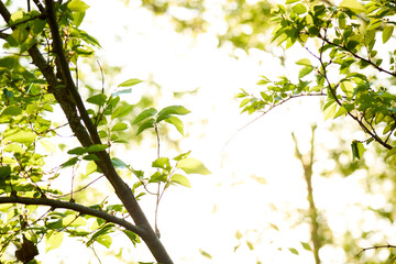                               Green trees and grass in a countryside landscape