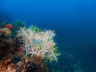 Gorgonia blanca en el mediterraneo