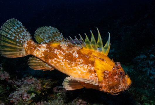 escorpora sobre fondo oscuro