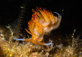 Nudibranquio godiva anaranjado sobre fondo oscuro