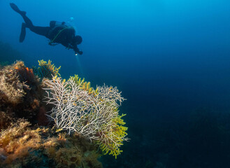 Paisaje submarino mediterraneo con buceadores en la costa brava
