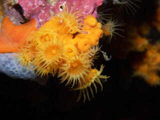 Margaritas de mar amarillas en fondo colorido del mediterraneo