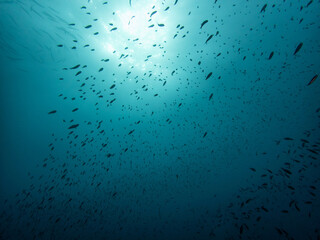 banco de peces a contraluz