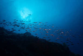 Paisaje submarino con banco de peces a contraluz en el mediterraneo en la costa brava