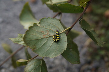 Cinnabar Caterpillar On a Leaf