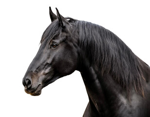 Black horse isolated on transparent background