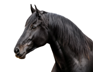 Black horse isolated on transparent background