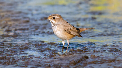 sparrow on the beach