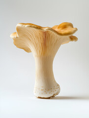 Fototapeta premium oyster mushrooms cluster isolated on white background
