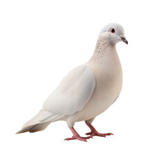 Naklejka premium dove transparent background 