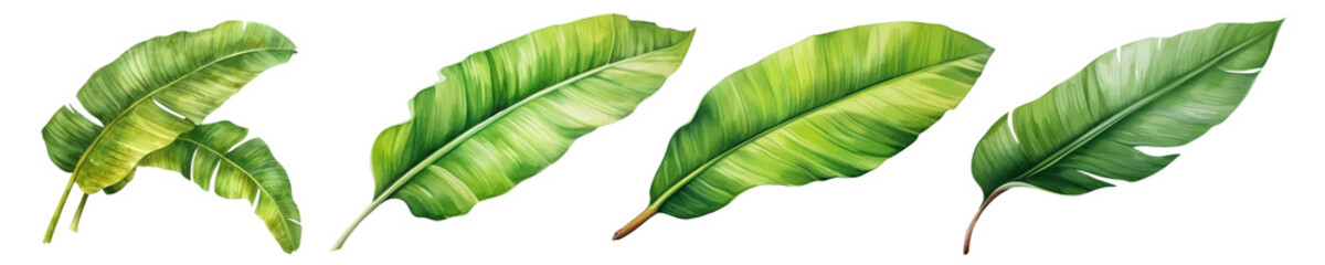 Fototapeta premium Watercolor tropical leaf png cut out element set