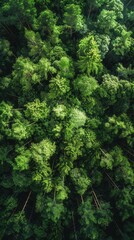 Majestic utopian forest, tall trees, diverse wildlife, bird's-eye view, dappled sunlight, harmony in nature, serene wilderness,