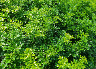 Aglaia Odorata Lour in the garden on a hot day. Also called Chinese Bhangear, Chinese Perfume Tree or Pacar Cina. It is a herbaceous plant as an antimicrobial medicine from the Meliaceae family.