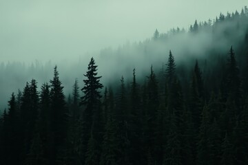 The early morning mist over coastal coniferous forest near Khutze Inlet, Great Bear Rainforest, British Columbia, Canada.