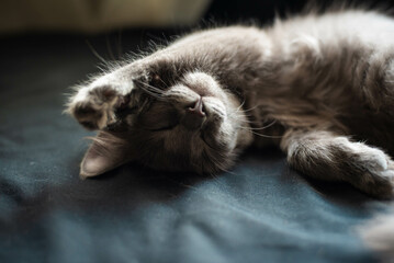 cat sleeping on the floor