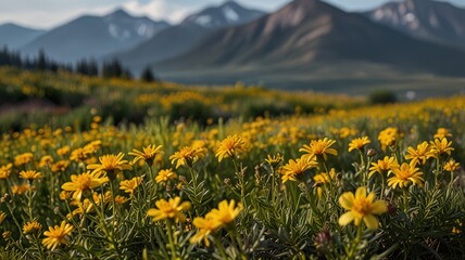 Obraz premium Yellow flowers with mountains