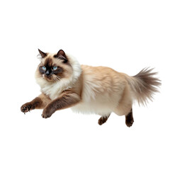Obraz premium running cat ,isolated on white background , transparent png image