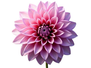 Fototapeta premium Pink Dahlia Flower in Full Bloom Isolated on White or Transparent PNG