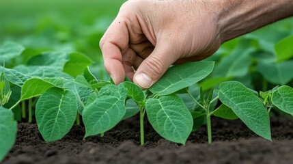 A person is picking a plant from the ground in an open field, AI