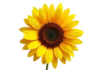 Obraz premium Vibrant Yellow Sunflower Isolated on White or Transparent PNG: Cheerful Summer Bloom