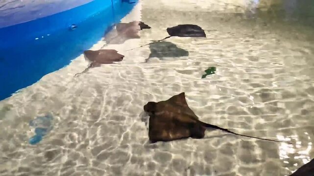 A black stingray fish with a tail swims in an aquarium with clean water
