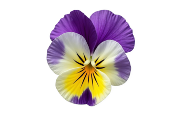 Colorful Pansy Flower Isolated on White or Transparent PNG: Garden Bloom Close-up
